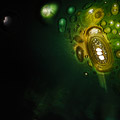 glint (geary) (2007)